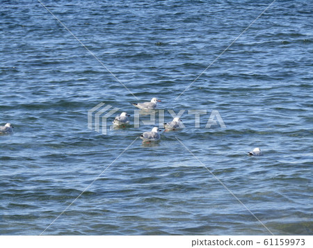 Black-headed gull, a migratory bird swimming at Kemigawa beach Black-headed gull, a migratory bird swimming at Kemigawa beach 61159973