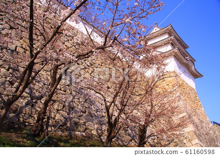Cherry blossoms bloom at Akashi Castle (Akashi City, Hyogo Prefecture) Cherry blossoms bloom at Akashi Castle (Akashi City, Hyogo Prefecture) 61160598