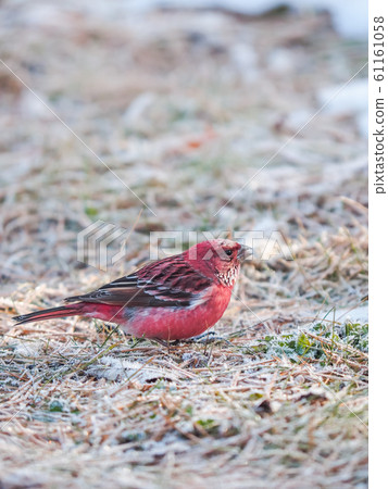 Freshwater fish Freshwater fish 61161058