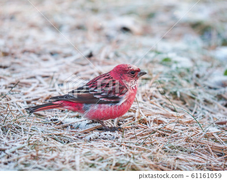 Freshwater fish Freshwater fish 61161059