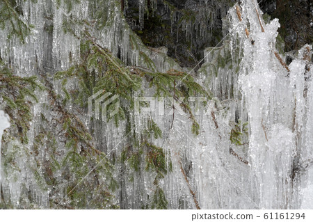 icicles frozen ice on tree branches 61161294