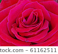 A close up macro shot of a red rose. 61162511