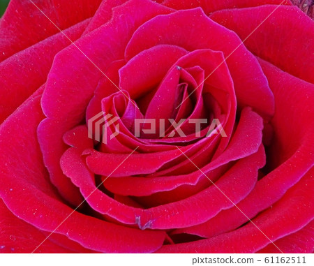 A close up macro shot of a red rose. 61162511