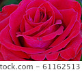 A close up macro shot of a red rose. 61162513