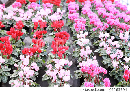 Cyclamen house cultivation 61163794