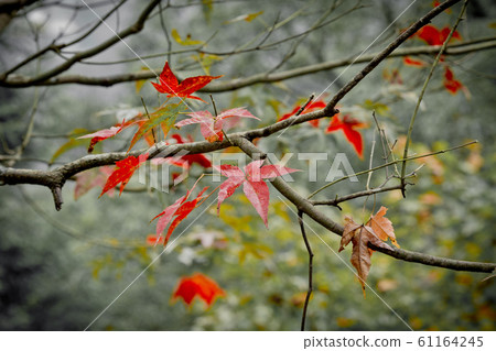 Maple leaf 61164245