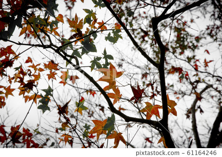 Maple leaf 61164246