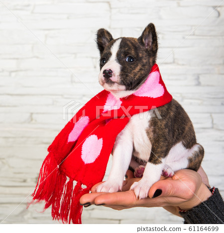Funny Basenji puppy dog in santa scarf with hearts 61164699