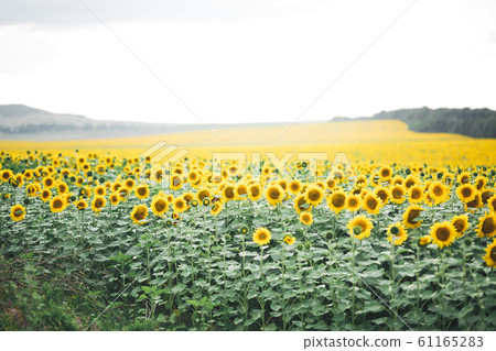 Sunflower field with cloudy blue sky 61165283