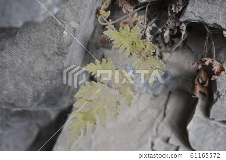 Taroko National Park Taroko National Park 61165572