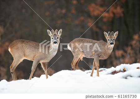 Two wild roe deer bucks watching in winter nature standing on snow. Two wild roe deer bucks watching in winter nature standing on snow. 61165730
