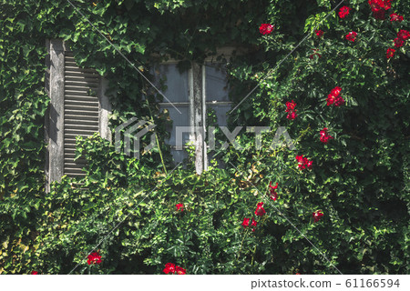 Window with red flowers and ecological wall. Window with red flowers and ecological wall. 61166594
