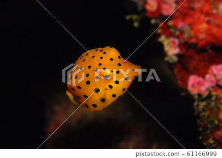 Minami Hako Hugo Huge Fish 61166999