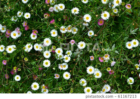 英語雛菊背景 照片素材 圖片 圖庫