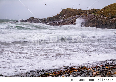Huge amount of Seagulls feeding at the coast of Maghery in County Donegal during the storm- Ireland 61167327