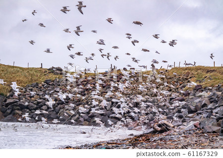 Huge amount of Seagulls feeding at the coast of Maghery in County Donegal during the storm- Ireland Huge amount of Seagulls feeding at the coast of Maghery in County Donegal during the storm- Ireland 61167329