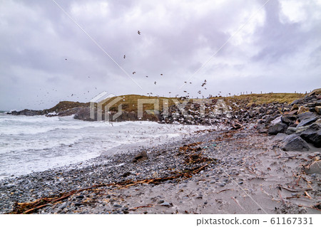 Huge amount of Seagulls feeding at the coast of Maghery in County Donegal during the storm- Ireland Huge amount of Seagulls feeding at the coast of Maghery in County Donegal during the storm- Ireland 61167331