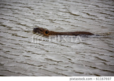 European Otter swimming in river water European Otter swimming in river water 61167697