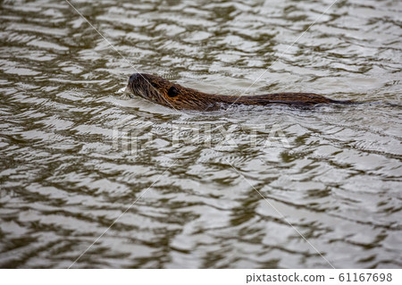 European Otter swimming in river water European Otter swimming in river water 61167698