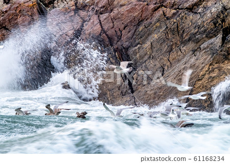 Huge amount of Seagulls feeding at the coast of Maghery in County Donegal during the storm- Ireland 61168234