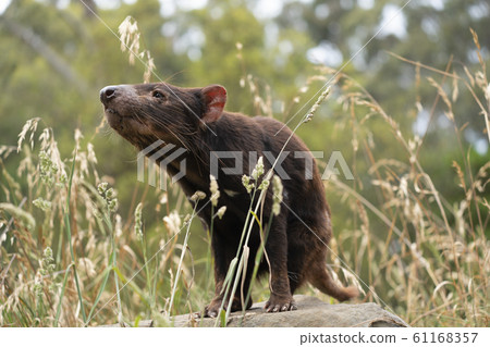 塔斯馬尼亞惡魔從草地出現 61168357