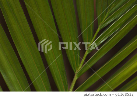 Green Majesty Palm Leaf Close-up Frame (Ravenea rivularis) Green Majesty Palm Leaf Close-up Frame (Ravenea rivularis) 61168532