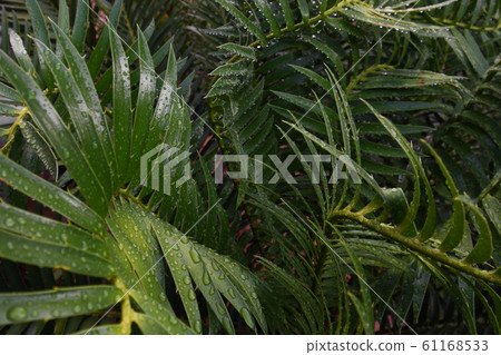 Wet Tropical Green Cycad Leaves (Encephalartos sp.) Wet Tropical Green Cycad Leaves (Encephalartos sp.) 61168533