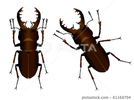高砂深山鍬形蟲 插圖素材 圖庫