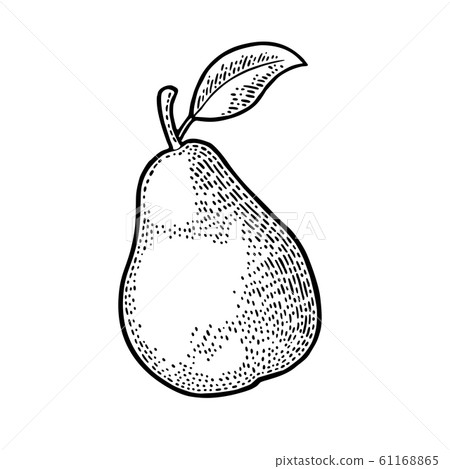 Pear whole with leaf. Vintage black engraving 61168865