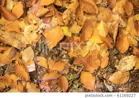 Abstract background of yellow autumn oak leaves lie curled up on the ground. Soft focus real forest. Habitat foliage 61169227