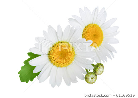 one chamomile or daisies with leaves isolated on white background 61169539