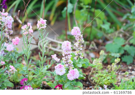 Stock flowers Stock flowers 61169786