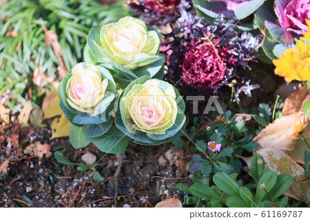 Habotan flowers 61169787