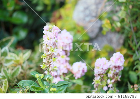 Stock flowers 61169788