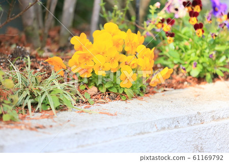 中提琴花 61169792