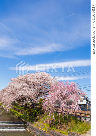 小江戶川越的春天，新橋川上的一排櫻花樹 61169837