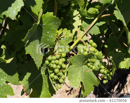 Wineries in Neuquen 61170056