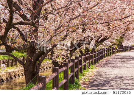 小江戶川越的春天，新橋川上的一排櫻花樹 61170086