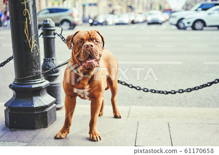 Dogue de Bordeaux aka French Mastiff sitting in field of wildflowers on sunny day Dogue de Bordeaux aka French Mastiff sitting in field of wildflowers on sunny day 61170658