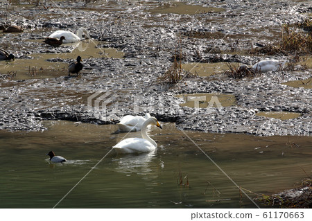 Swan that flew to Takiko Tadami Town, Fukushima Prefecture Swan that flew to Takiko Tadami Town, Fukushima Prefecture 61170663