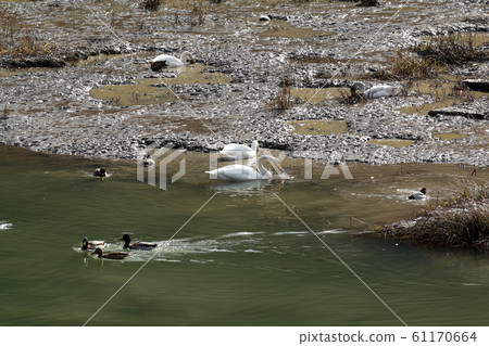 Swan that flew to Takiko Tadami Town, Fukushima Prefecture Swan that flew to Takiko Tadami Town, Fukushima Prefecture 61170664