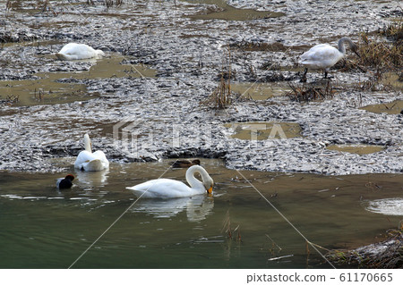 Swan that flew to Takiko Tadami Town, Fukushima Prefecture Swan that flew to Takiko Tadami Town, Fukushima Prefecture 61170665