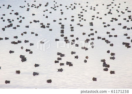 候鳥聚集在水禽公園。候鳥 61171238