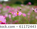 Cosmos flowers and bee. 61172443