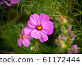 Cosmos flowers and bee. 61172444