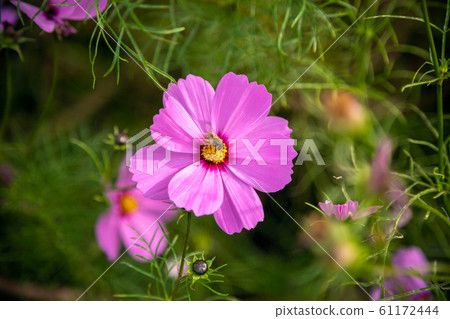 波斯菊和蜜蜂。 波斯菊和蜜蜂。 61172444