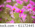 Cosmos flowers and bee. 61172445
