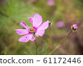 Insect-eating cosmos flowers and caterpillars. / Worm-eating cosmos & caterpillar. 61172446