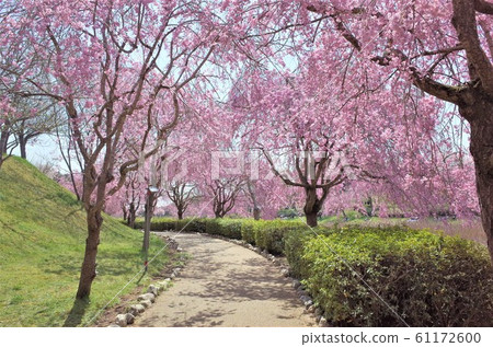 Cherry blossoms at the hill of Hitachi Fudosan 61172600