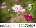A cosmos flower that blooms pretty, a picoti type. / cosmos flower, picoti type. 61172606